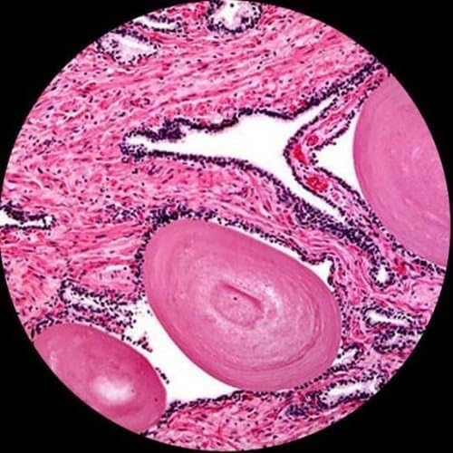 AmScope M150 Series Portable Student Monocular Compound Microscope - Image 10