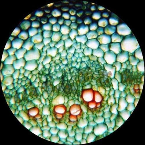 AmScope M620B Compound Monocular Microscope, WF10x and WF20x Eyepieces - Image 8