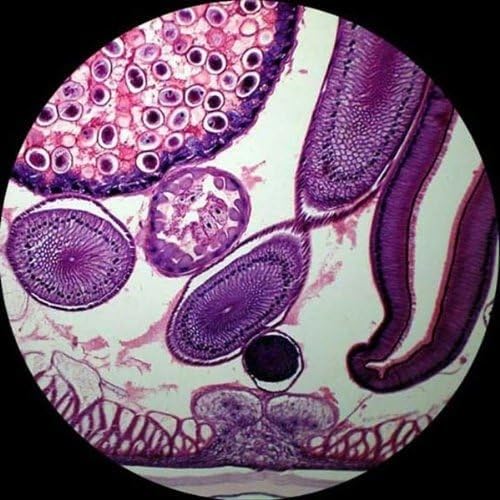 AmScope 40X-1000X Student Biological Compound Microscope - Image 9