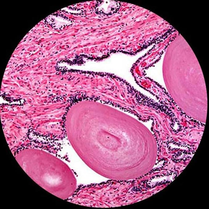 AmScope M620A Compound Monocular Microscope, WF10x and WF16x Eyepieces - Image 6