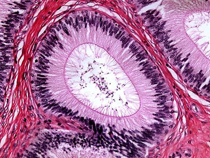 AmScope M500-LED Cordless Monocular Compound Microscope, WF10x Eyepiece - Image 4