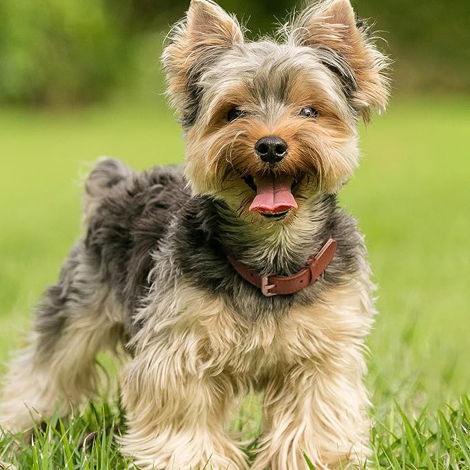 WHIPPY Leather Dog Collar for Small Medium Dog Adjustable Soft Breathable - Image 2